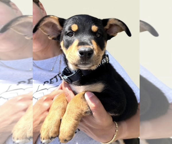 Medium Photo #4 Mutt Puppy For Sale in Rockville, MD, USA
