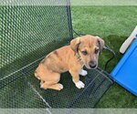 Small #1 Great Dane Mix