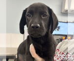 Small #3 Labrador Retriever Mix