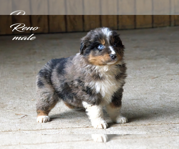 Medium Photo #5 Australian Shepherd Puppy For Sale in CLARE, MI, USA