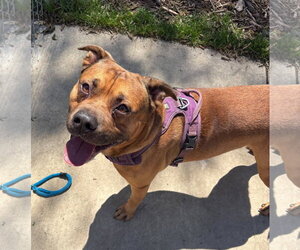 Mutt Dogs for adoption in Martinsburg, WV, USA