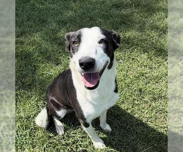 Medium Photo #1 Border Collie-Unknown Mix Puppy For Sale in Conroe, TX, USA