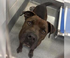 American Staffordshire Terrier-Unknown Mix Dogs for adoption in San Antonio, TX, USA