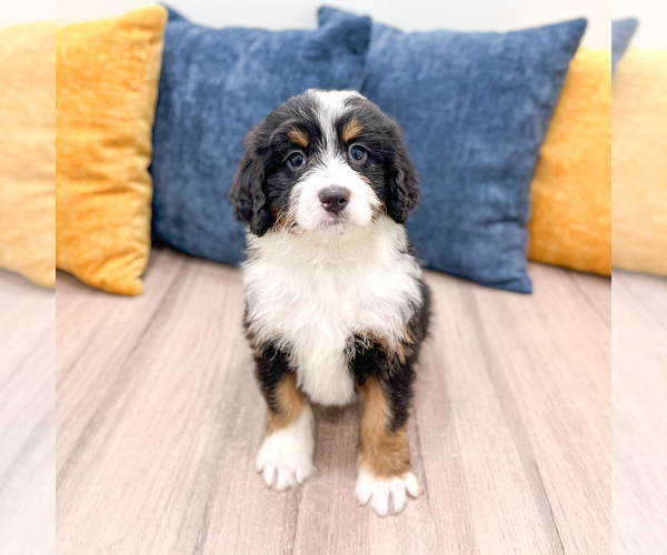 Medium Photo #1 Bernedoodle (Miniature) Puppy For Sale in DUNDEE, OH, USA