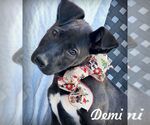 Small Great Dane-Labrador Retriever Mix