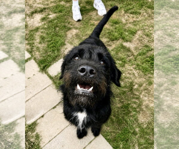 Medium Photo #6 Mutt Puppy For Sale in Houston, TX, USA
