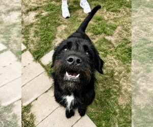 Fletch - Male Mutt Dog for Adoption - Photo #6
