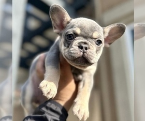 French Bulldog Puppy for sale in LONG BEACH, CA, USA