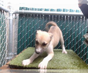 Medium American Pit Bull Terrier-Siberian Husky Mix