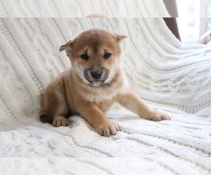 Shiba Inu Puppy for sale in SHILOH, OH, USA