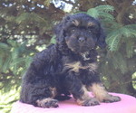 Small #4 Cavapoo