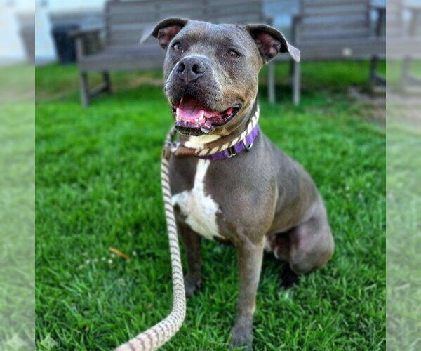 Medium Photo #5 Mutt Puppy For Sale in Long Beach, CA, USA