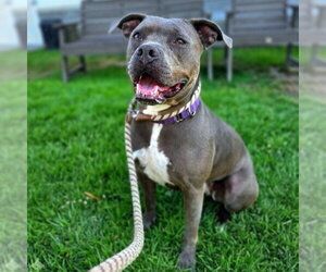 *TALLULAH - Female Mutt Dog for Adoption - Photo #5