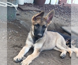 German Shepherd Dog Puppy for sale in SAVAGE, MN, USA