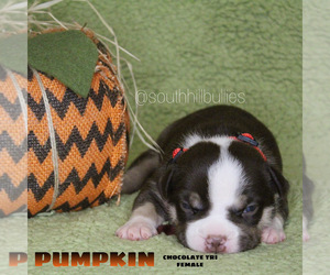 American Bully Puppy for sale in PUYALLUP, WA, USA