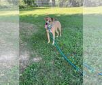 Small American Staffordshire Terrier Mix