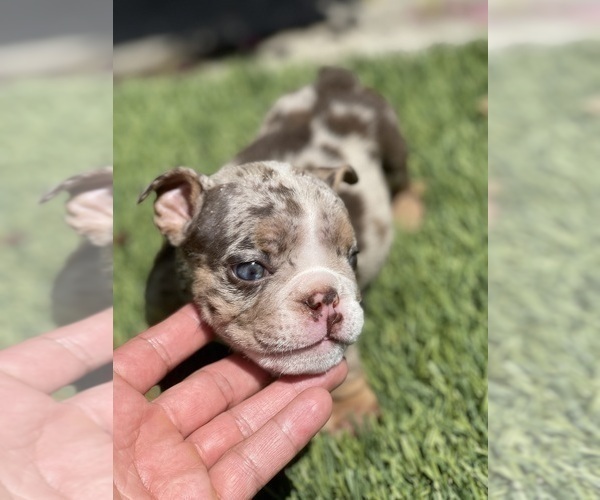Medium Photo #17 Bulldog Puppy For Sale in LOS ANGELES, CA, USA