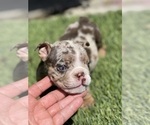 Small Photo #17 Bulldog Puppy For Sale in LOS ANGELES, CA, USA