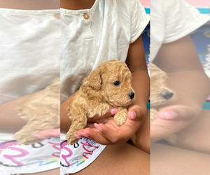 Poodle (Toy) Puppy for sale in DENVER, CO, USA