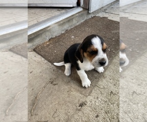 Beagle Puppy for sale in COLUSA, CA, USA