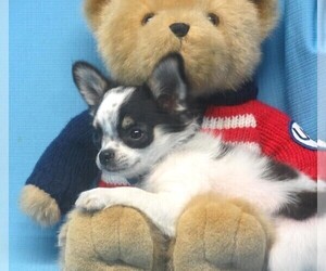 Chihuahua Puppy for sale in CABOOL, MO, USA