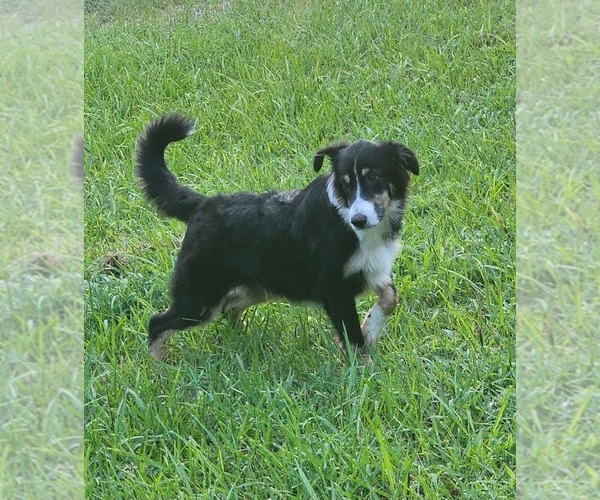 Medium Photo #2 Miniature Australian Shepherd Puppy For Sale in WILLS POINT, TX, USA