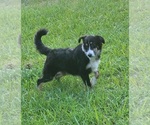 Small #1 Miniature Australian Shepherd