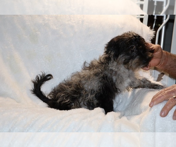 Medium Photo #23 Yorkiepoo mix (+ Poodle Toy) Puppy For Sale in DYERSBURG, TN, USA