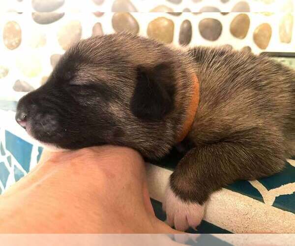 Medium Photo #5 Mutt Puppy For Sale in Imlay City, MI, USA