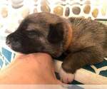 Small #4 Mutt