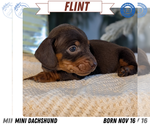 Puppy Flint Dachshund