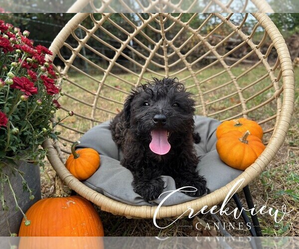 Medium Photo #3 Schnoodle (Miniature) Puppy For Sale in NIANGUA, MO, USA