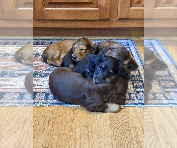Medium Photo #3 Dachshund Puppy For Sale in LANEXA, VA, USA