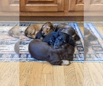 Small #2 Dachshund