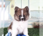 Small #4 Pomeranian
