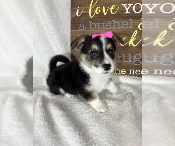 Medium Photo #3 Pembroke Welsh Corgi Puppy For Sale in GREENFIELD, IN, USA