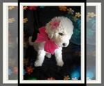 Small Photo #192 Sheepadoodle Puppy For Sale in RIALTO, CA, USA