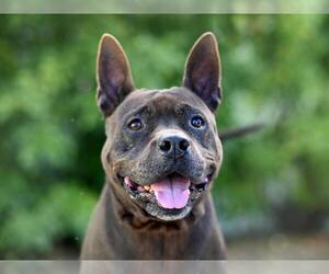 American Pit Bull Terrier Dogs for adoption in Tavares, FL, USA