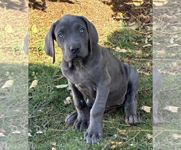 Medium Photo #3 Great Dane Puppy For Sale in Hesperia, CA, USA
