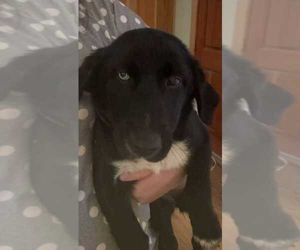 Medium Photo #2 Bassetdor Puppy For Sale in Aurora, IN, USA