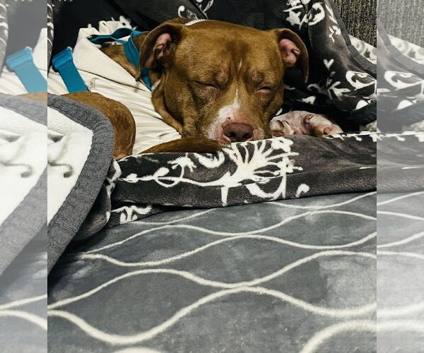 Medium Photo #21 Staffordshire Bull Terrier-Unknown Mix Puppy For Sale in Princeton, MN, USA