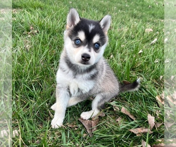 Medium Photo #1 Alaskan Klee Kai Puppy For Sale in WILLIAMSBURG, OH, USA