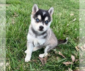 Alaskan Klee Kai Puppy for sale in WILLIAMSBURG, OH, USA