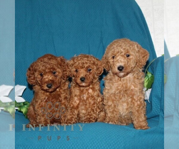 Medium Photo #2 Goldendoodle (Miniature) Puppy For Sale in OXFORD, PA, USA