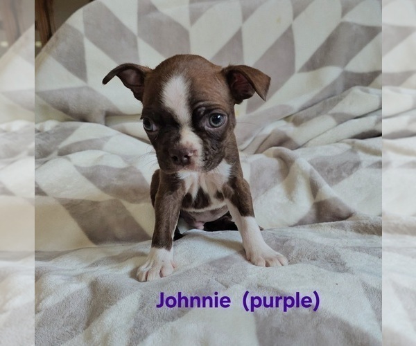 Medium Photo #8 Boston Terrier Puppy For Sale in SALINA, KS, USA