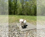 Small #4 Pomsky