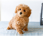 Puppy Spike Poodle (Toy)