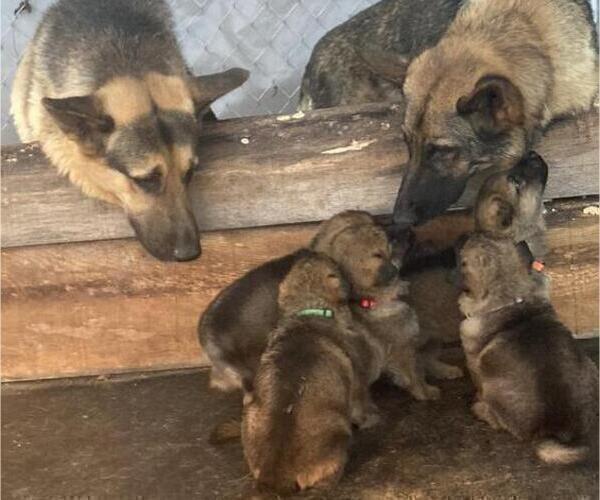 Medium Photo #3 German Shepherd Dog Puppy For Sale in GALLIPOLIS, OH, USA
