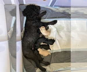 Mother of the Goldendoodle puppies born on 04/23/2023