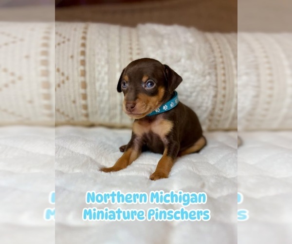 Medium Photo #1 Miniature Pinscher Puppy For Sale in HONOR, MI, USA